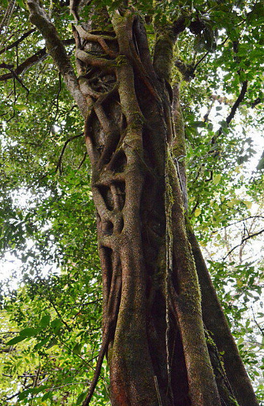 Strangler Tree Surrounding The Original Tree