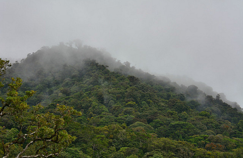 Cloudforest