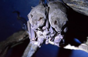 CR Bats