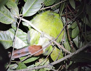 Sleeping Green Parrot