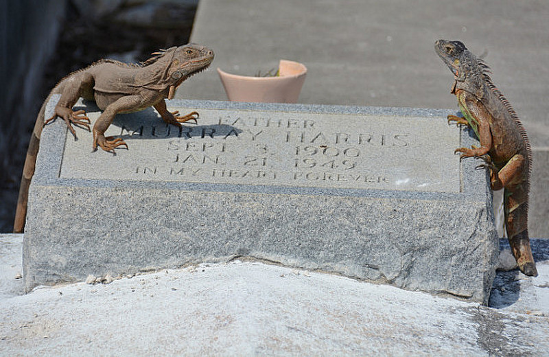 Why Did This Grave Attract Iguanas?