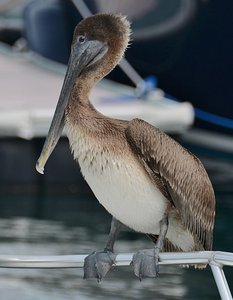 Key West Brown Pelican