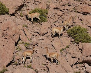Vicunas In The Rocks