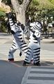 Crosswalk Zebras!