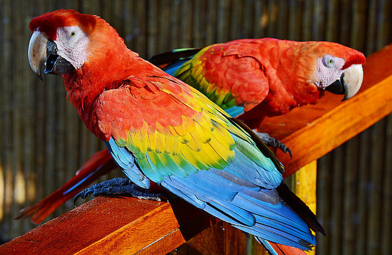 Macaws Visiting The Research Station