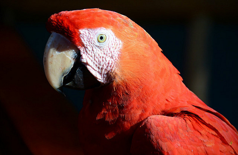 Visiting Macaw