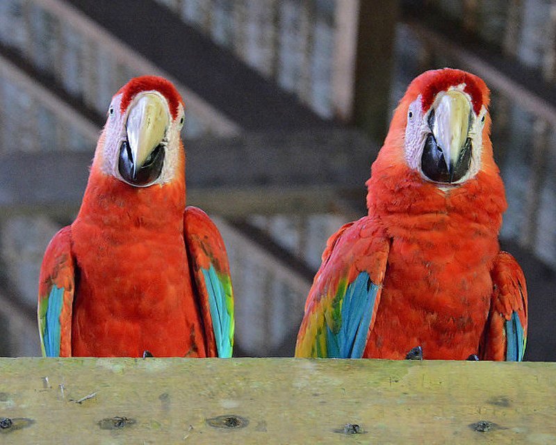 Macaws In The Rafters