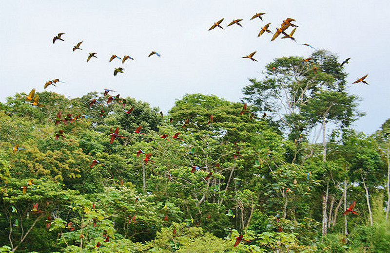 Incoming Macaws