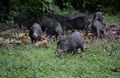 Jungle Pigs