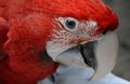 Baby Macaw