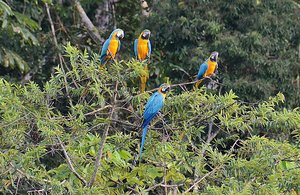 Blue &amp; Gold Macaws