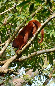 Red Howler