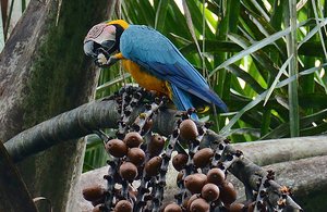 Macaw Snacking
