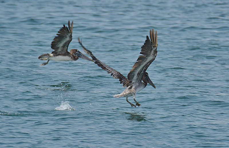 Cartegna Pelicans