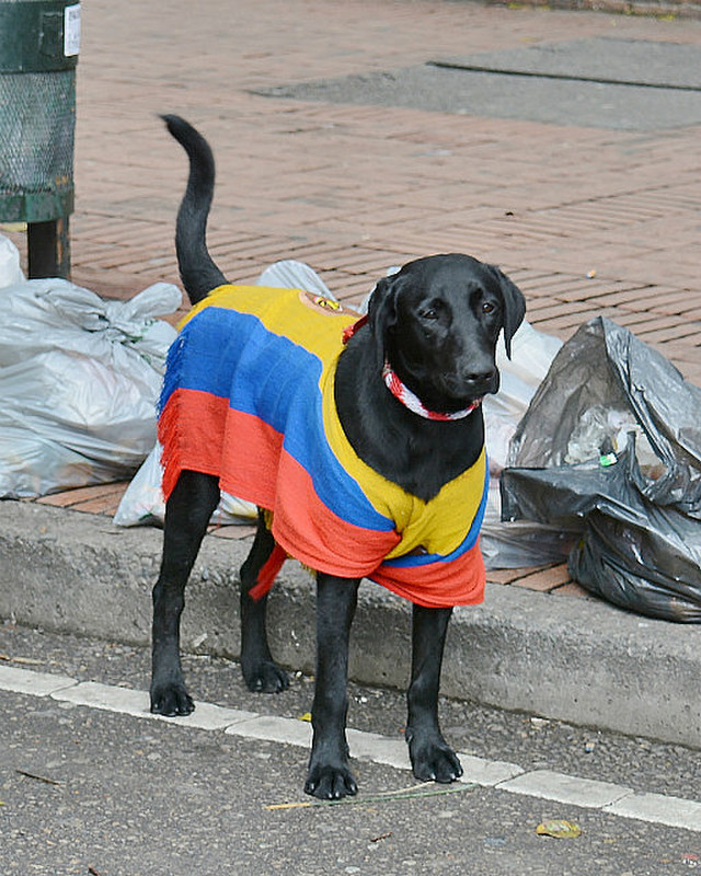 Proud Columbian Dog