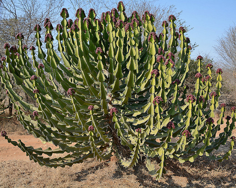 Kruger Cacti