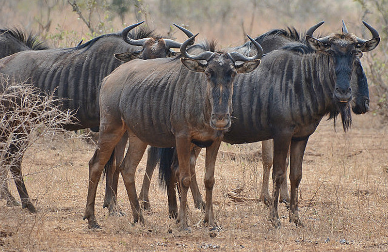 Kruger Wildebeest 