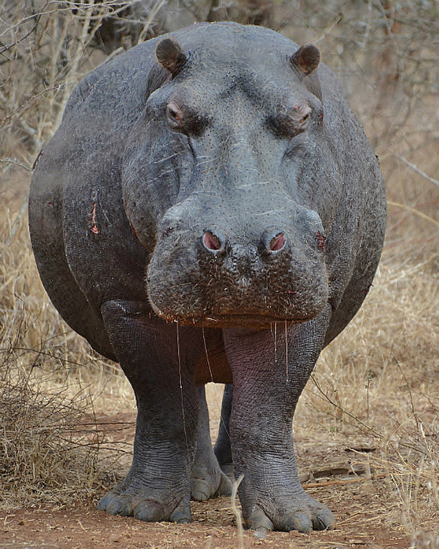Kruger Hippo