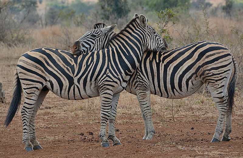 Zebras Posing