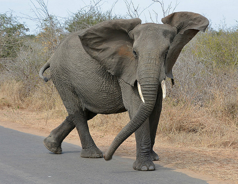 Upset Elephant