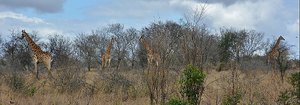 Kruger Giraffes 