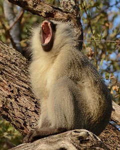 Monkey Yawn