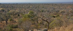 Kruger Plains