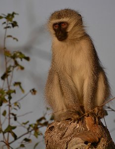 Kruger Monkey