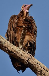 Kruger Vulture