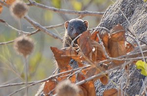 Kruger Mongoose 