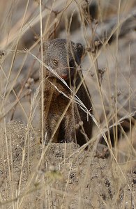 Kruger Mongoose
