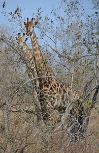 Kruger Giraffe