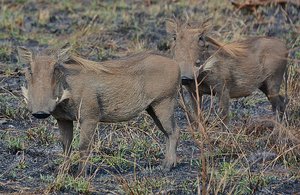 Kruger Warthogs
