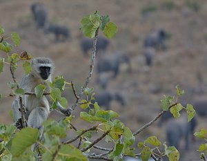 Kruger Monkey With Elephants Behind