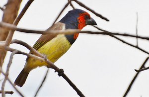 Kruger Bird