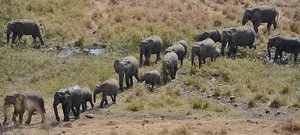 Kruger Elephants 