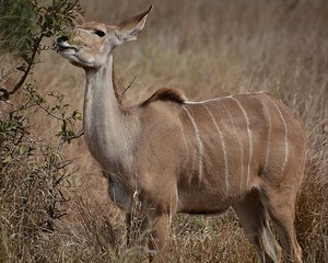 Kruger Kudu