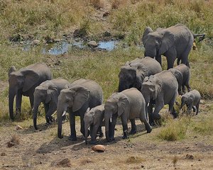Kruger Elephants