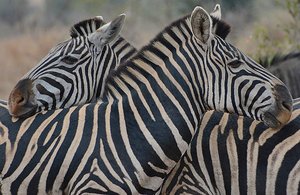 Kruger Zebras