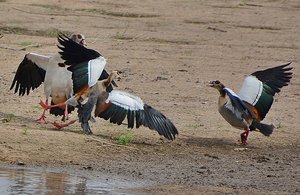 Egyptian Goose Fight- 1