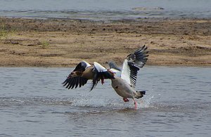 Egyptian Goose Fight- 2