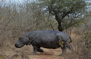 Kruger Hippo