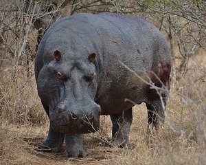 Wounded Kruger Hippo