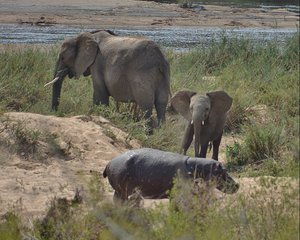 Baby Elephant Charges Hippo