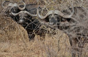 Kruger Buffalo