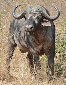 Kruger Buffalo
