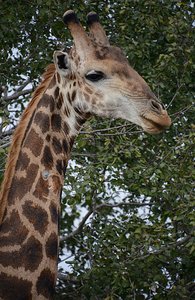 Kruger Giraffe