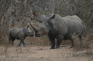 Kruger Rhino