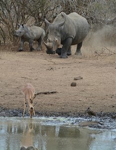 Rhino And Baby