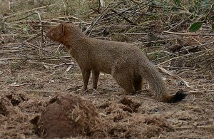 Kruger Mongoose
